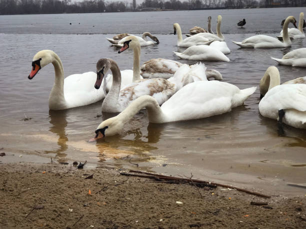 istock graceful swans on the river 2048273896