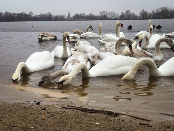 istock graceful swans on the river 2048273898