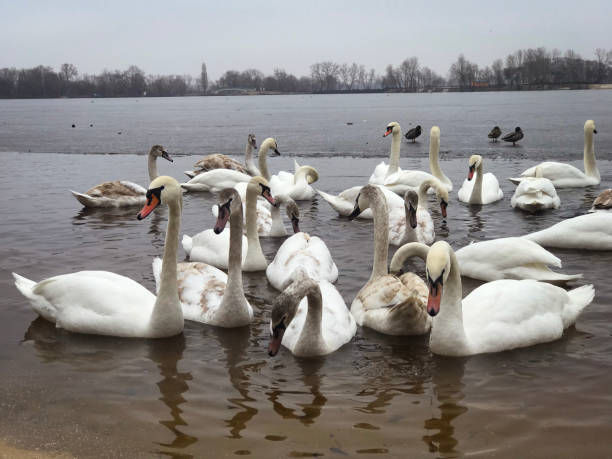 istock graceful swans on the river 2048273905