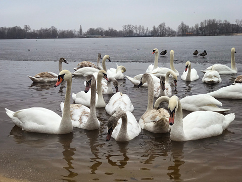 graceful swans on the river