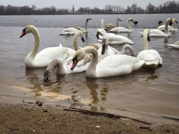 istock graceful swans on the river 2048273906