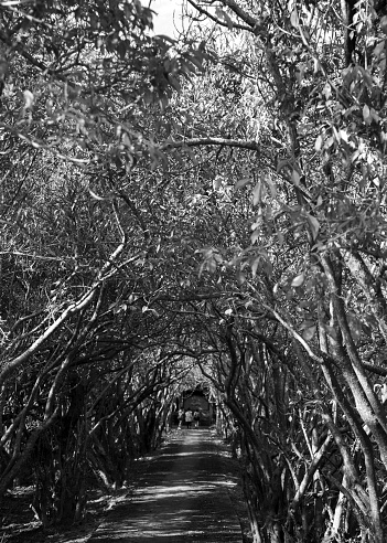 Ru Cha Hue primeval mangrove forest is one of the places that attracts a lot of tourists in the Hue tourist map. Only about 15km from the center of Hue city, in addition to being famous for its beauty and mystery, Ru Cha Hue is also known as the only rare primeval mangrove forest that still exists in the largest lagoon system in Southeast Asia (Tam Giang lagoon).