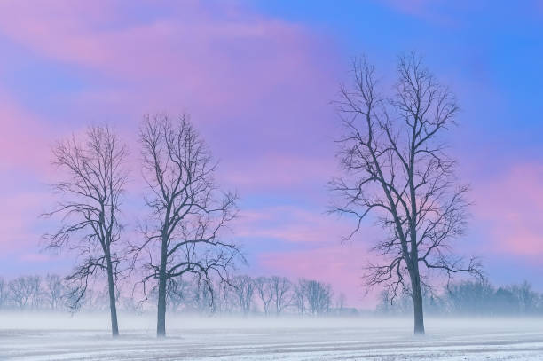 Winter landscape of bare trees at dawn in a rural setting, Michigan, USA
