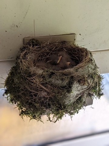Baby birdies in a nest inside