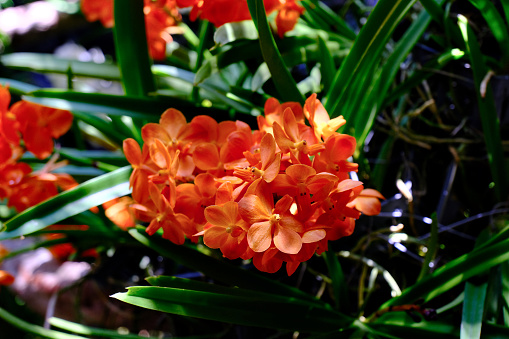 Beautiful Phalaenopsis Orchid flower blooming in garden floral background