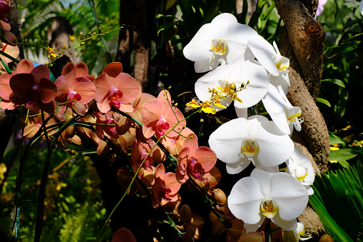 Orchid flower in a tropical garden, Orchids Floral background, beautiful orchid in the garden