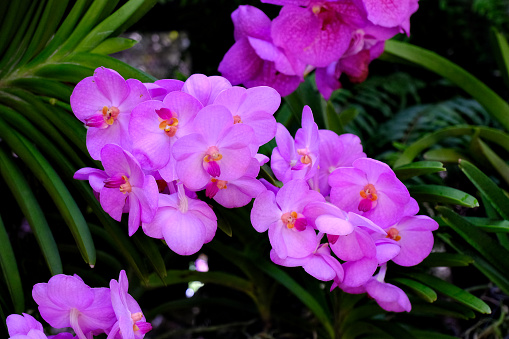 Beautiful Hybrid Mokara Orchid In Thailand
