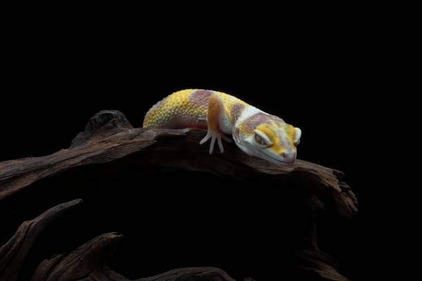 istock A gecko on a branch with a black background 2048302447