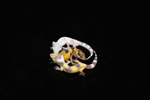 istock A gecko on a branch with a black background 2048302467