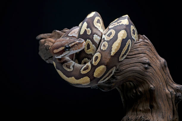 istock Ball phyton with beautiful skin pattern coiled on the tree branch 2048302991