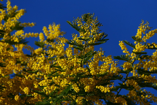 Mimosa, Eastern Pyrenees