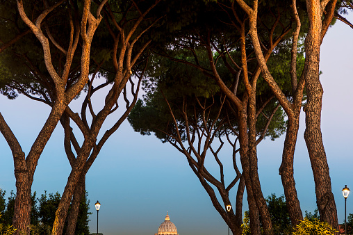 Rome, Italy: maritime pines on the Aventine hill in the orange park. Saint Peter's dome in the background in the distance.