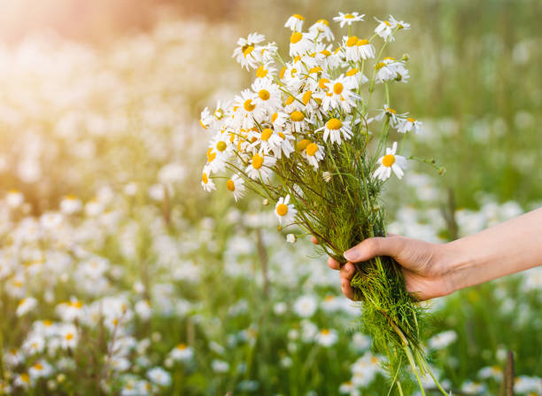 istock bouquet of daisies 2048317153