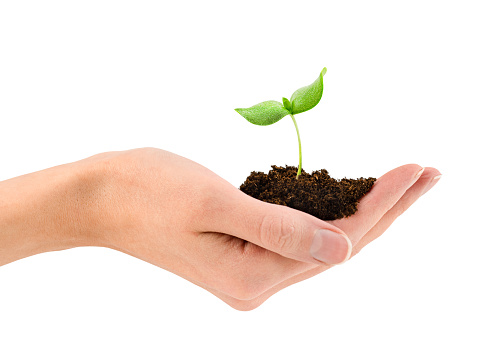 young sprout with a handful of earth in a female hand on a white isolated background