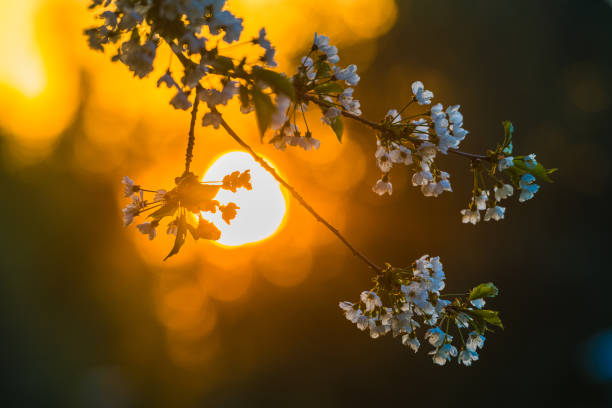 A serene capture showcasing the beauty of spring as the setting sun casts a warm glow behind the delicate blossoms of an apple tree in Sweden. The blossoms are in sharp focus against the blurred orb of the sun, creating a stunning contrast and highlighting natures intricate details.