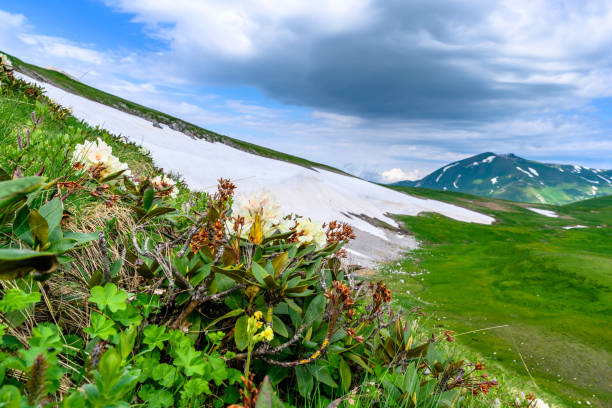 Scenic panoramic view of idyllic rolling hills landscape with blooming meadows and snowcapped alpine mountain peaks. A beautiful sunny day with blue sky and clouds in springtime.