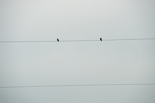 Two birds on a hydro wire during a cloudy day
