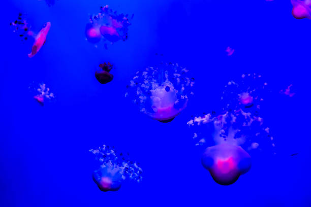 istock Jellyfish Dangerous Poisonous Medusa 2048341602