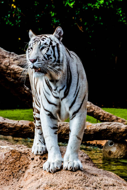 istock Rare White Striped Wild Tiger 2048341615
