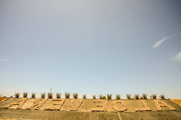 istock Aloe Vera Plant 2048342688