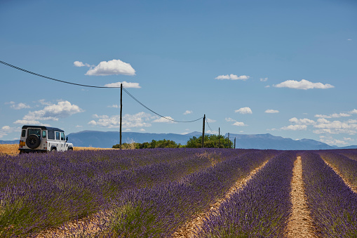 Land rover 4x4 in Lavender field in Provence, France (Plateau de Valensole) on a sunny day in Juni