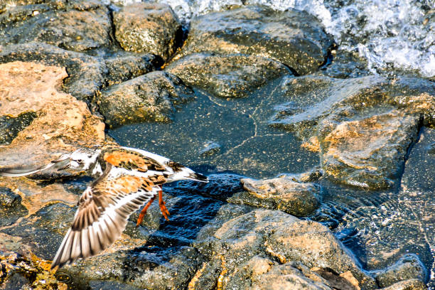 istock Kentish Plover Water Bird 2048342731