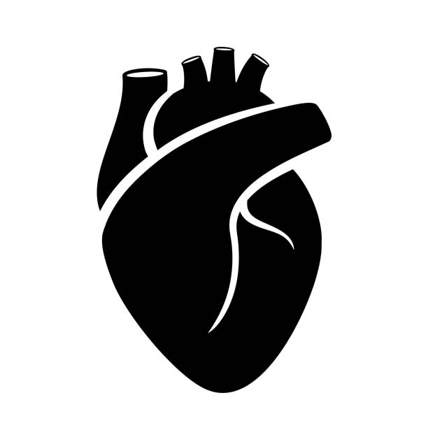 векторный значок сердца человека, медицинский анатомический символ - pulse trace human cardiovascular system heart shape heart disease stock illustrations