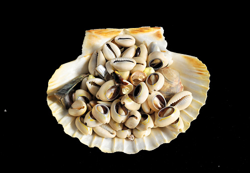 Textured Limestone Sea Shells on a Black Background