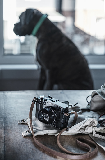 Close up of Black Digital Rangefinder camera in indoor setting. Dog sitting in the background, out of focus.