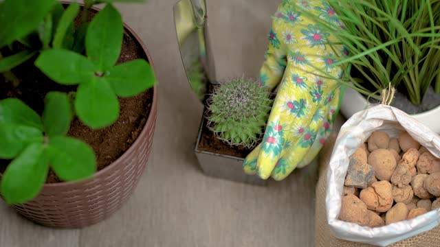 Woman gardener planting Cactus plant with sharp needles in new pots for more favorable growth updating their appearance and freshening the room