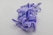 Blue Oriental hyacinth flower on white background