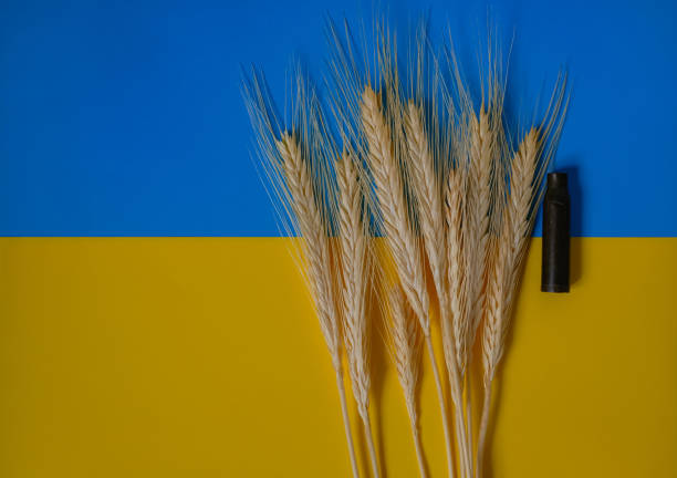 istock Spikelets. Ukrainian Flag Background. War. Cartridge Case. Firearms. 2048353939