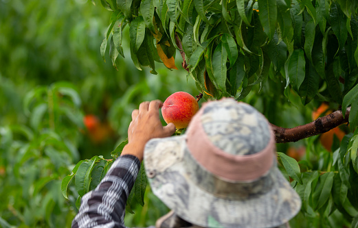 migrant worker picking a peach