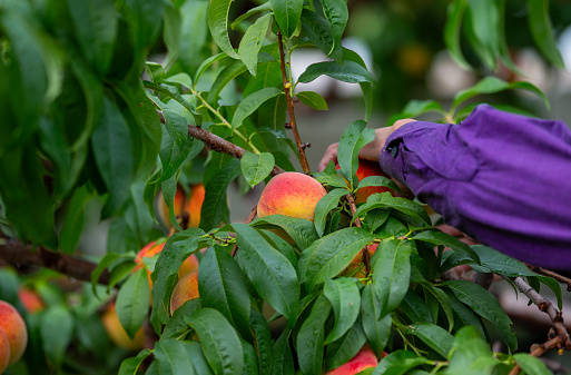 migrant worker harvesting peaches