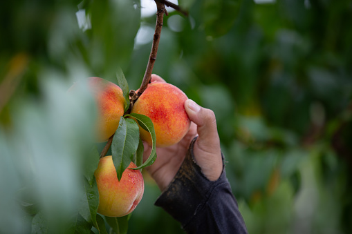Harvesting Peaches from a tree