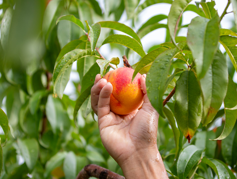 Harvesting Peaches from a tree