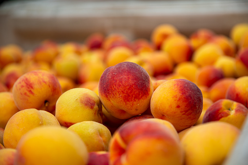 Agricultural activity in Italy and organic farming: picking peaches from the trees
