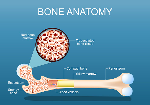 Bone anatomy. Structure of a femur. Close-up of a cross section of Spongy Trabeculated bone tissue with Red bone marrow. vector illustration