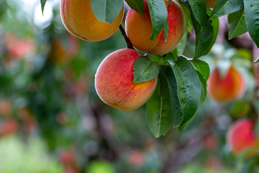 Peaches on a tree