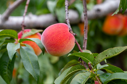 Peaches on a tree