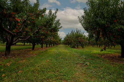 Rows of apricot trees in an orchard. Apricots are ripe and ready for harvest. Image taken on the morning of the start of the harvest - wide angle.
