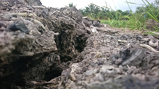 peat soil conditions are dry when entering the dry season