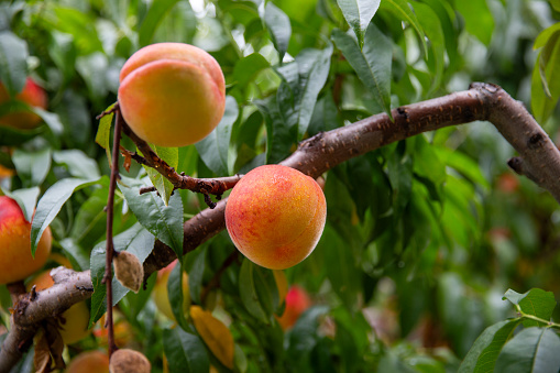 Peaches on a tree