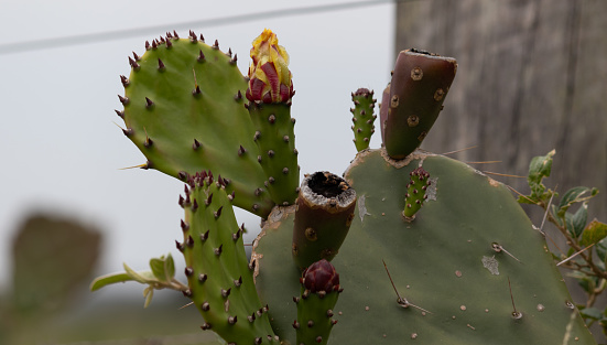 Beautiful cactuses.