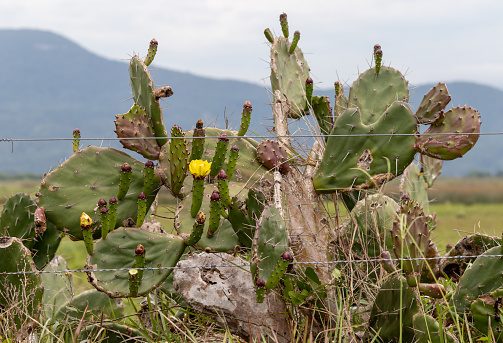 Beautiful cactuses.