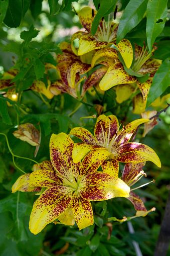 Close up view of asiatic hybrid stargazer lilies yellow flowers with purple dotted and green foliage. Full blooming of yellow Asiatic lily flower. Summer flower.