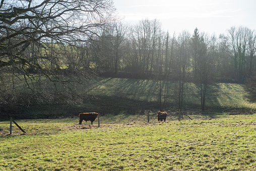 Cows grazing on a meadow in the countryside in winter.