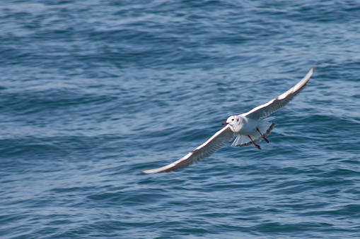 A Seagull in flight over the ocean, hunting for prey