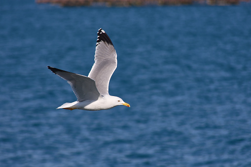A Seagull in flight over the ocean, hunting for prey