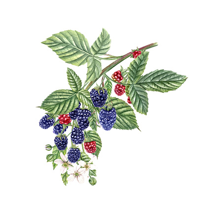 Many blackberries, flowers on branch with leaves. Ripe and unripe berries. Forest and garden Dewberry. Boysenberry. Red and navy bramble. Watercolor botanical illustration for package, cookbook.